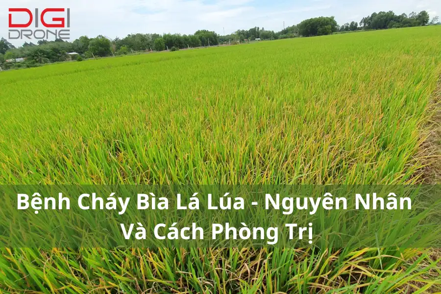 Bệnh Cháy Bìa Lá Lúa | Nguyên Nhân Và Cách Phòng Trị