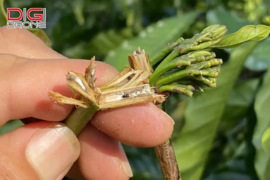 Lưu ý quan trọng khi xử lý mọt đục cành Lưu ý quan trọng khi xử lý mọt đục cành