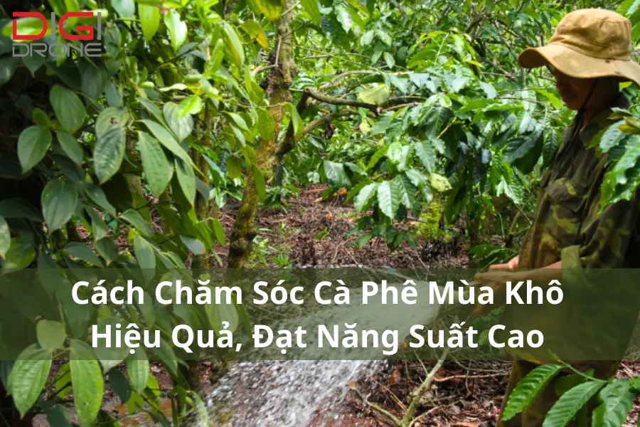 Cách Chăm Sóc Cà Phê Mùa Khô Hiệu Quả, Đạt Năng Suất Cao