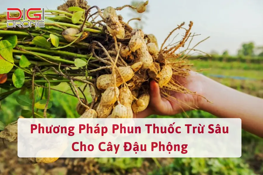 Phương Pháp Phun Thuốc Trừ Sâu Cho Cây Đậu Phộng