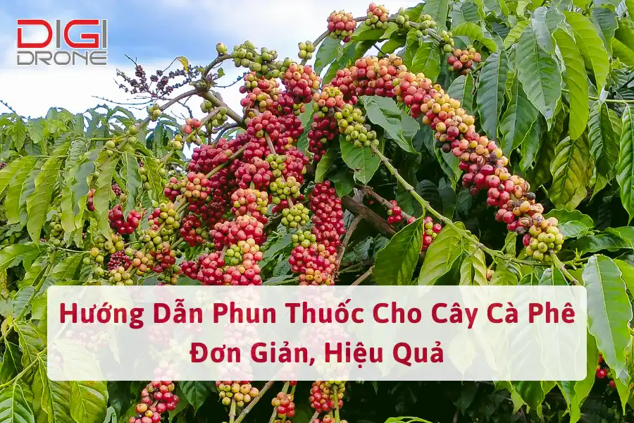 Hướng Dẫn Phun Thuốc Cho Cây Cà Phê Đơn Giản, Hiệu Quả