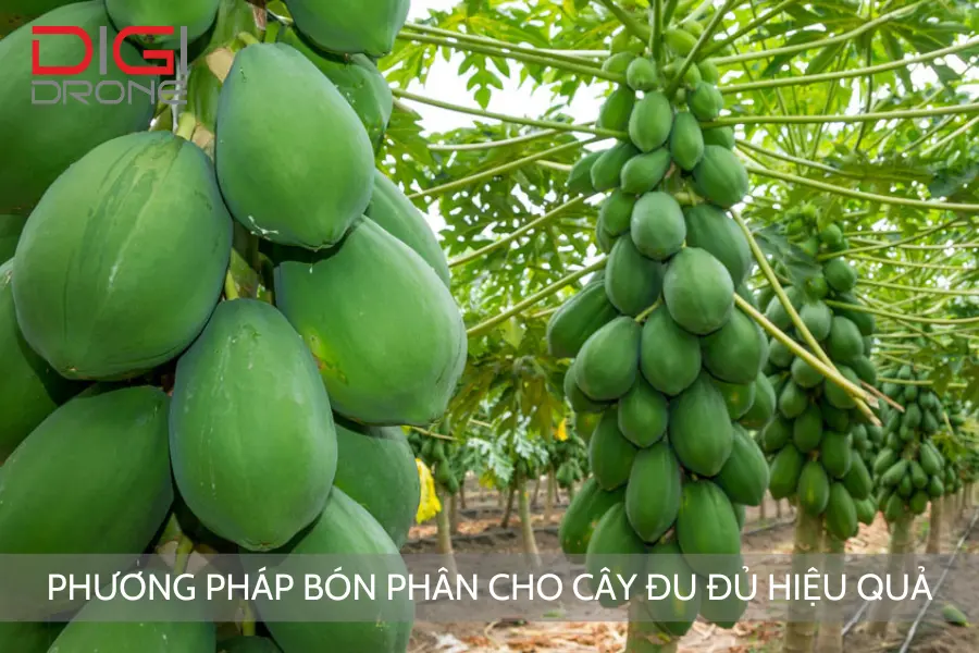 Phương Pháp Bón Phân Cho Cây Đu Đủ Hiệu Quả