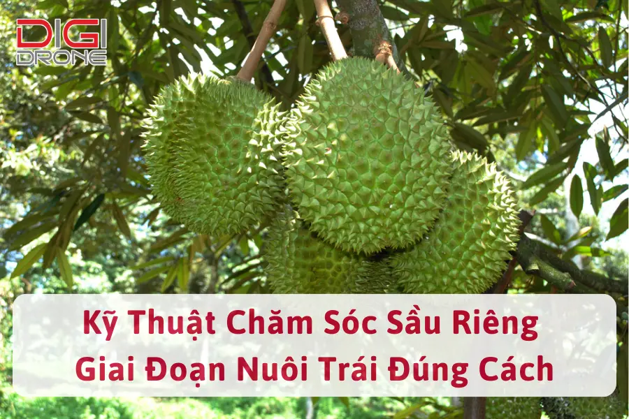 Kỹ Thuật Chăm Sóc Sầu Riêng Giai Đoạn Nuôi Trái Đúng Cách