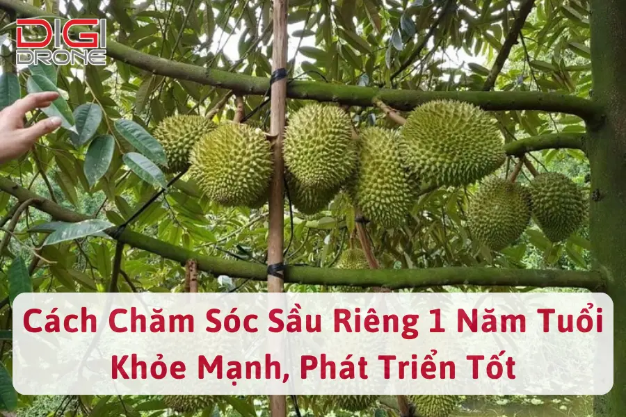 Cách Chăm Sóc Sầu Riêng 1 Năm Tuổi Khỏe Mạnh, Phát Triển Tốt