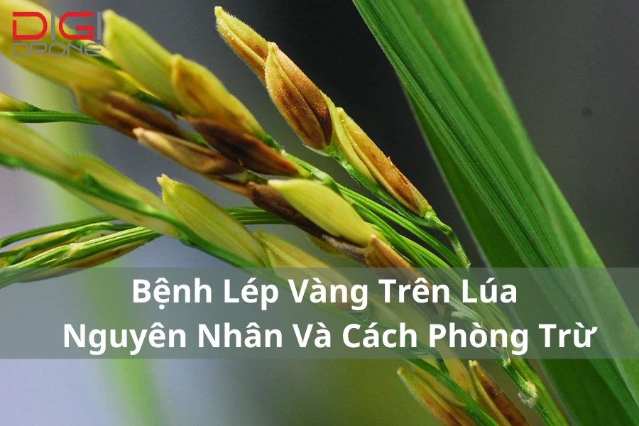 Bệnh Lép Vàng Trên Lúa | Nguyên Nhân Và Cách Phòng Trừ