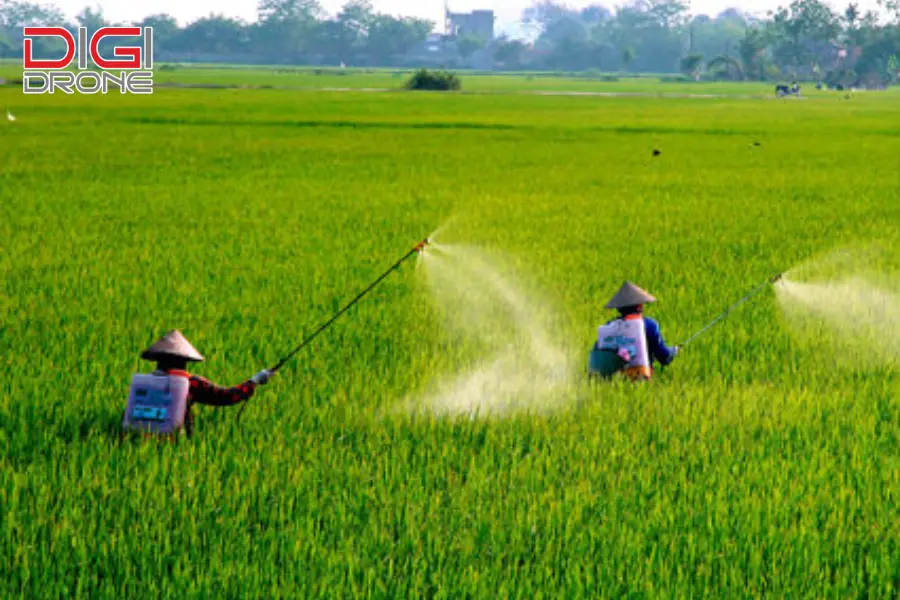 phương pháp phun thuốc trừ sâu cho rau cải