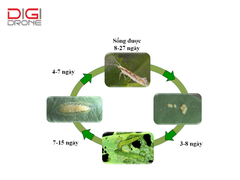 Vòng đời sâu tơ và thời điểm gây hại mạnh nhất