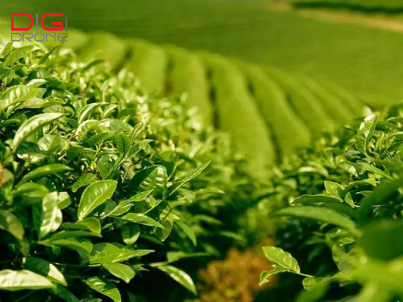 Chọn loại thuốc trừ sâu phù hợp là yếu tố quan trọng giúp kiểm soát sâu bệnh hiệu quả 