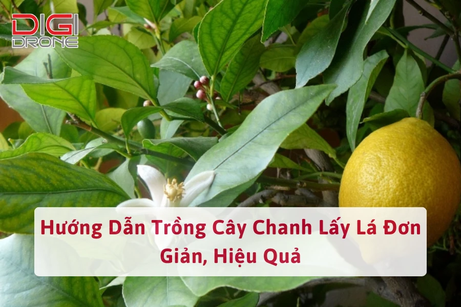 Hướng Dẫn Trồng Cây Chanh Lấy Lá Đơn Giản, Hiệu Quả