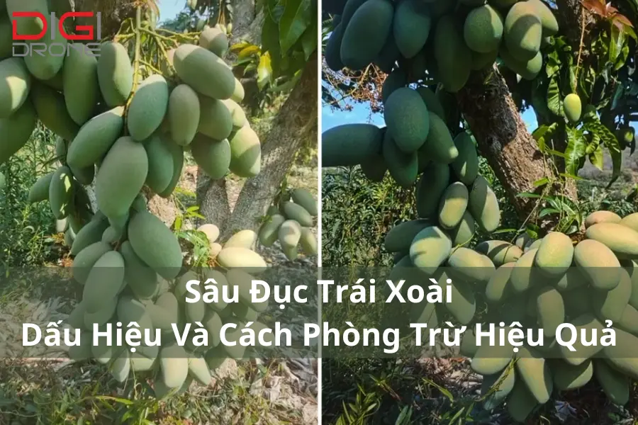 Sâu Đục Trái Xoài | Dấu Hiệu Và Cách Phòng Trừ Hiệu Quả