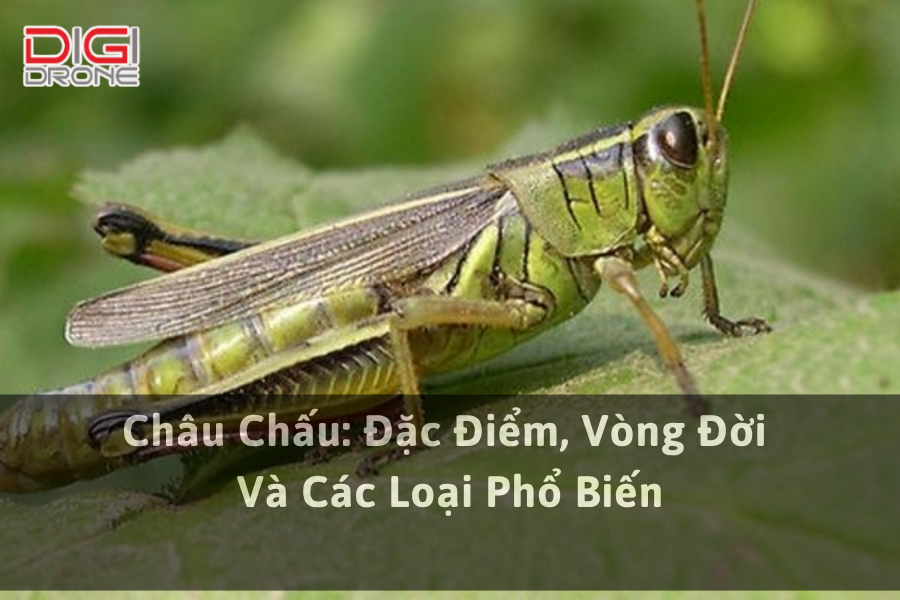 Châu Chấu: Đặc Điểm, Vòng Đời Và Các Loại Phổ Biến