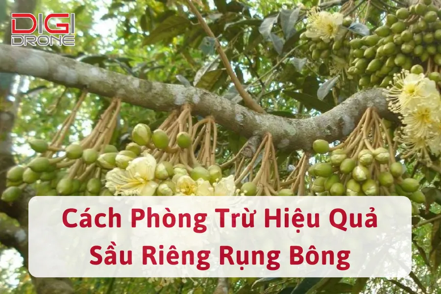 Nguyên Nhân Sầu Riêng Rụng Bông Và Cách Phòng Trừ Hiệu Quả