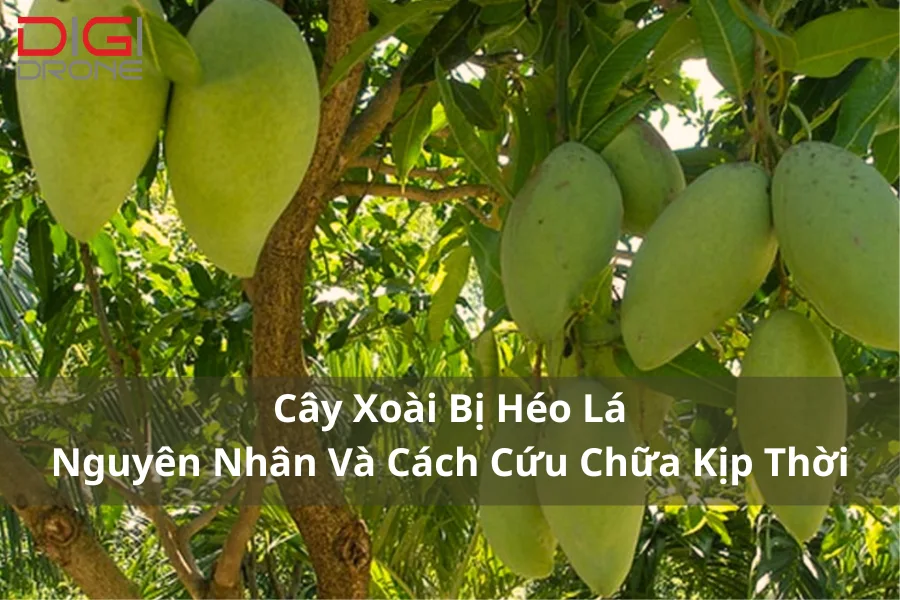 Cây Xoài Bị Héo Lá | Nguyên Nhân Và Cách Cứu Chữa Kịp Thời