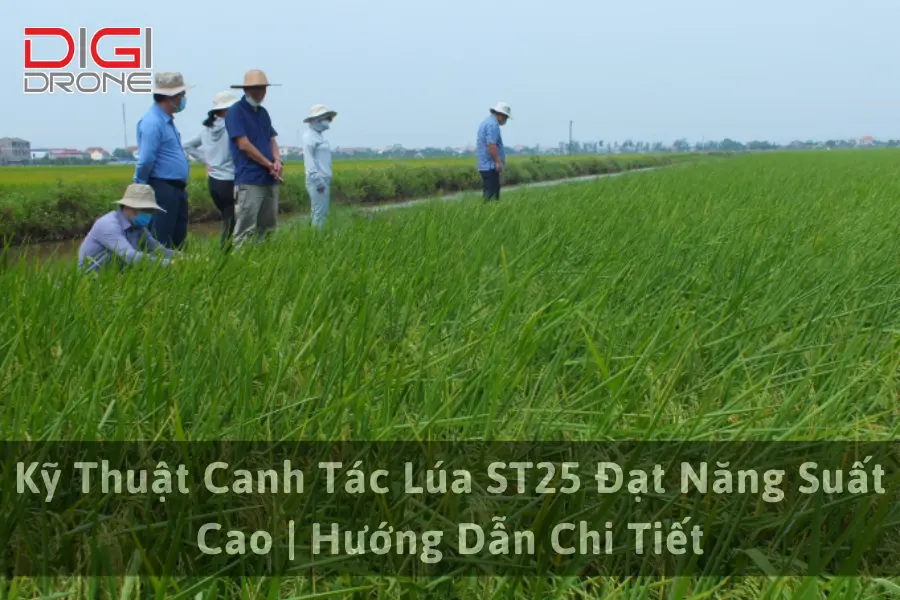 Kỹ Thuật Canh Tác Lúa ST25 Đạt Năng Suất Cao | Hướng Dẫn Chi Tiết