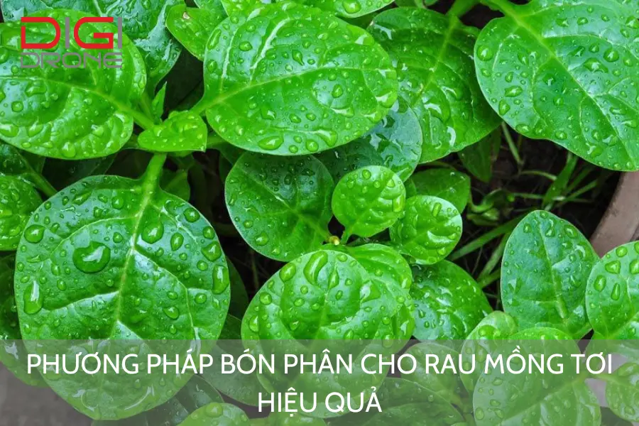 Phương Pháp Bón Phân Cho Rau Mồng Tơi Hiệu Quả 