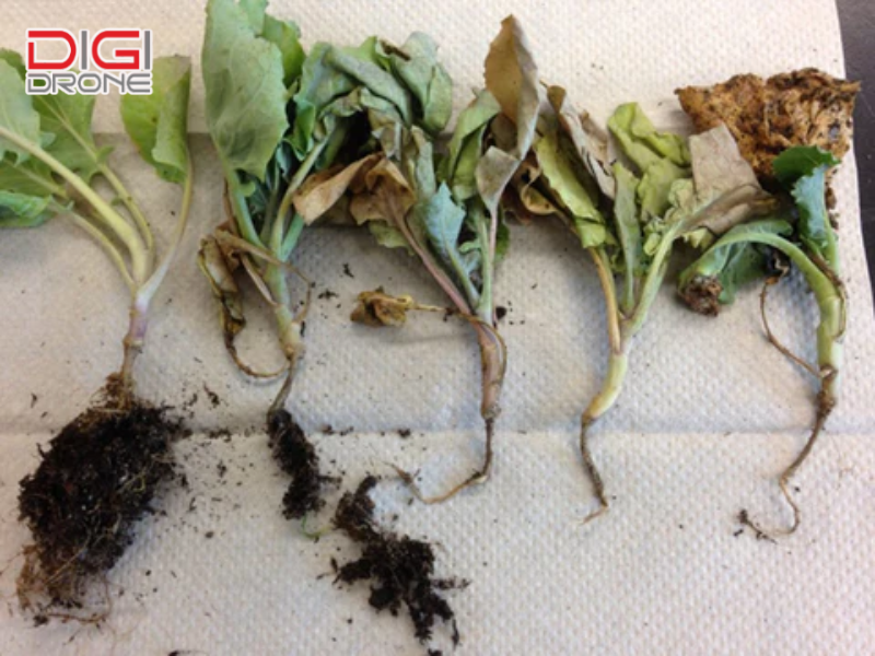 Nguyên nhân chính gây thối rễ ở cây trồng