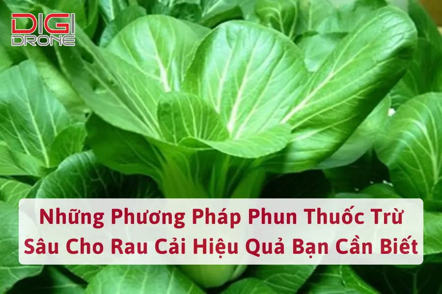 Những Phương Pháp Phun Thuốc Trừ Sâu Cho Rau Cải Hiệu Quả Bạn Cần Biết