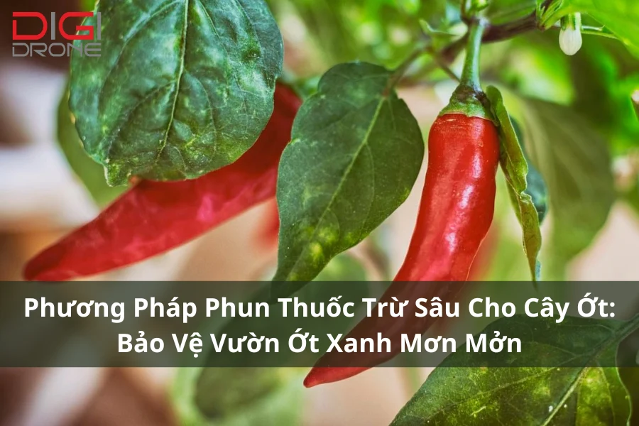 Phương Pháp Phun Thuốc Trừ Sâu Cho Cây Ớt: Bảo Vệ Vườn Ớt Xanh Mơn Mởn