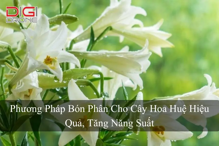 Phương Pháp Bón Phân Cho Cây Hoa Huệ Hiệu Quả, Tăng Năng Suất