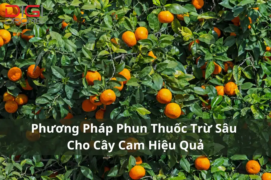 Phương Pháp Phun Thuốc Trừ Sâu Cho Cây Cam Hiệu Quả Tốt