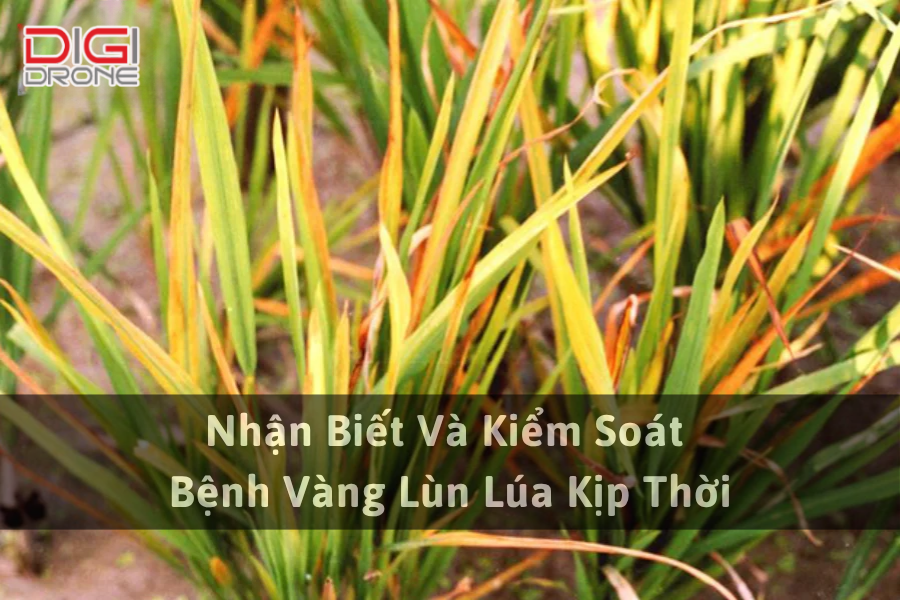 Nhận Biết Và Kiểm Soát Bệnh Vàng Lùn Lúa Kịp Thời