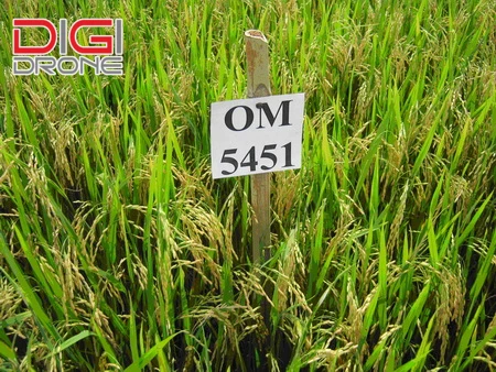 giống lúa OM 5451