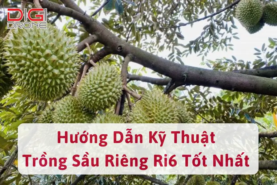 Hướng Dẫn Kỹ Thuật Trồng Sầu Riêng Ri6 Đạt Sản Lượng Cao