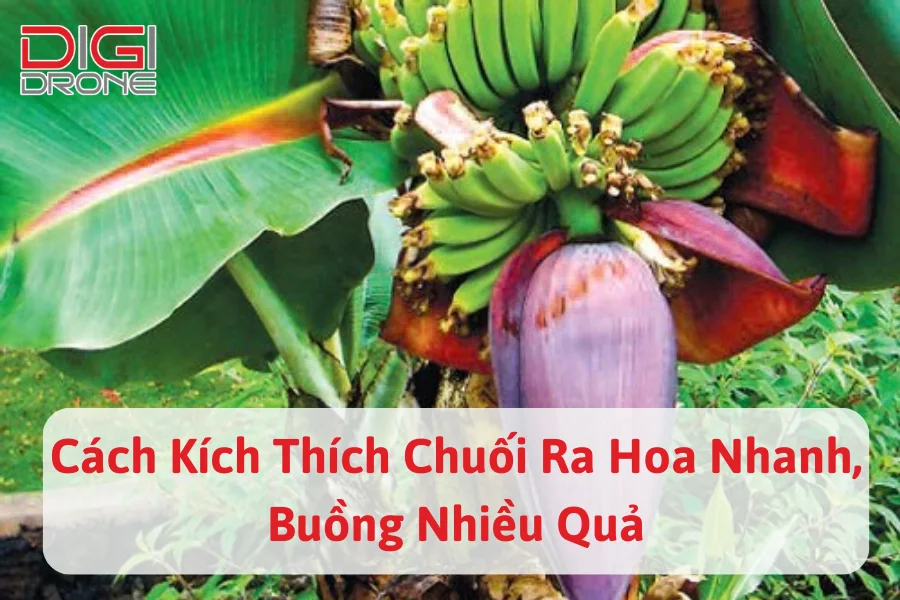 Cách Kích Thích Chuối Ra Hoa Nhanh, Buồng Nhiều Quả