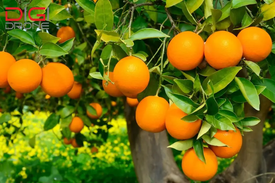 phun thuốc cho cây cam phun thuốc cho cây cam