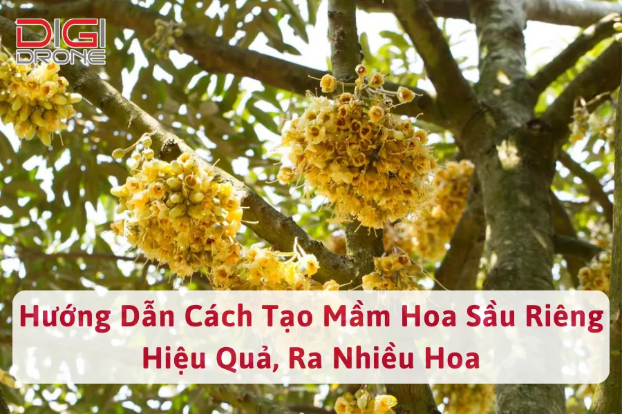 Hướng Dẫn Cách Tạo Mầm Hoa Sầu Riêng Hiệu Quả, Ra Nhiều Hoa