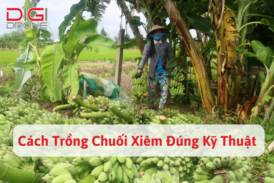 Cách Trồng Chuối Xiêm Đúng Kỹ Thuật, Thu Hoạch Nhiều Quả 