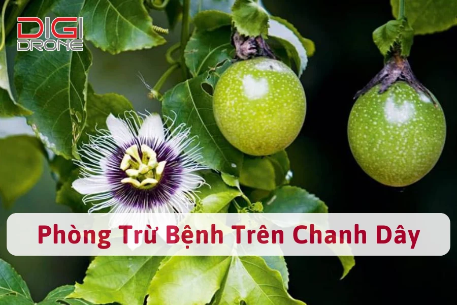 Các Loại Bệnh Trên Chanh Dây | Nguyên Nhân Và Cách Phòng Trừ