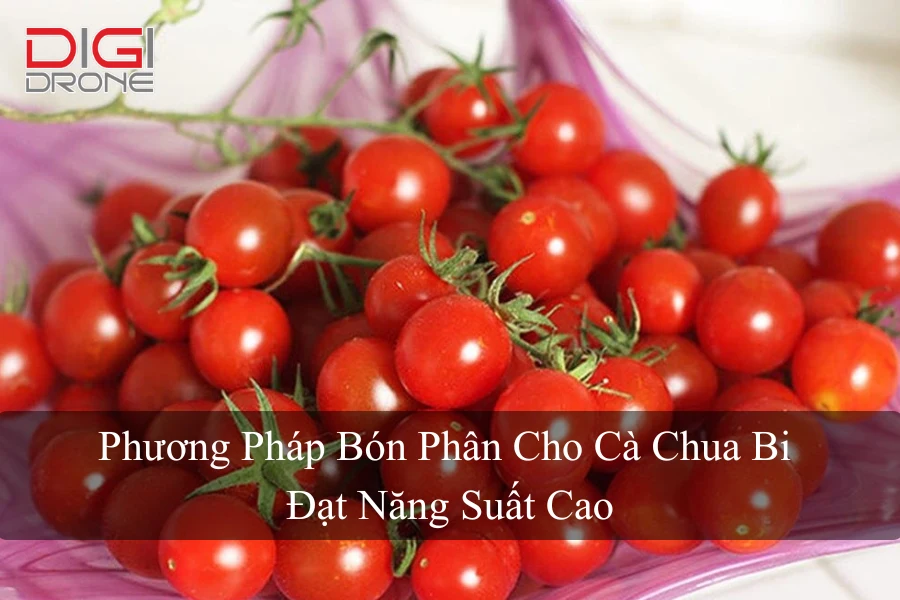 Phương Pháp Bón Phân Cho Cà Chua Bi Đạt Năng Suất Cao