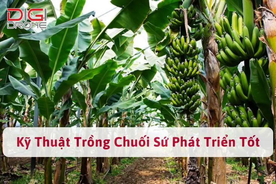  Kỹ Thuật Trồng Chuối Sứ Phát Triển Tốt, Năng Suất Cao