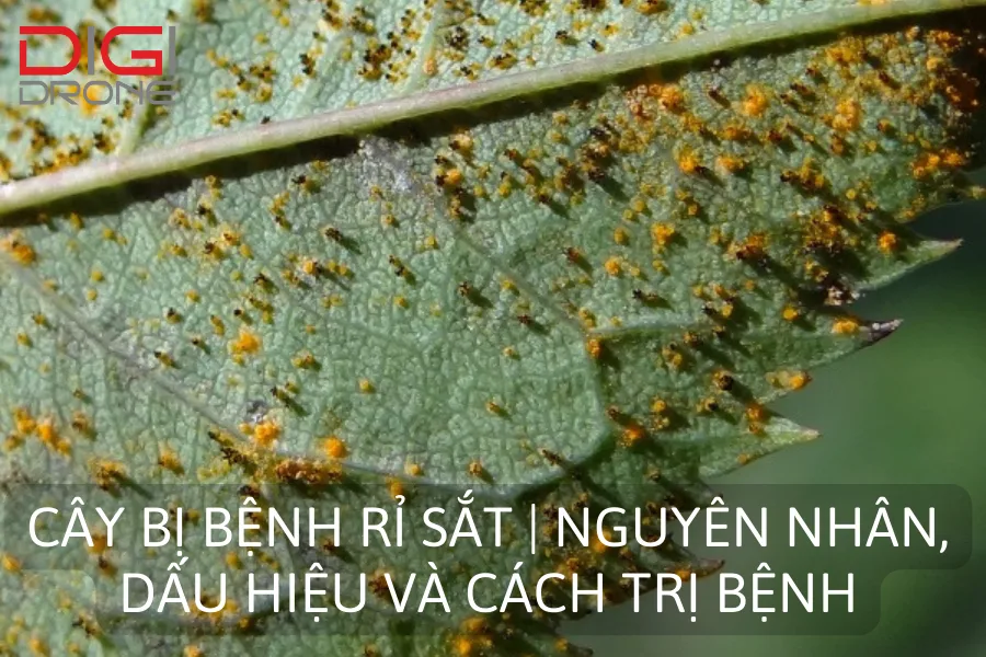 Cây Bị Bệnh Rỉ Sắt | Nguyên Nhân, Dấu Hiệu Và Cách Trị Bệnh