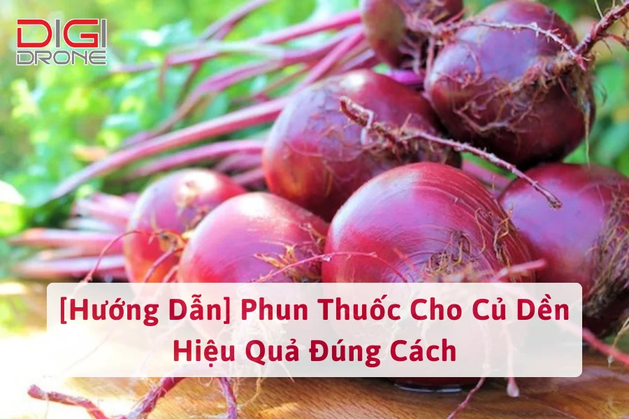 [Hướng Dẫn] Phun Thuốc Cho Củ Dền Hiệu Quả Đúng Cách