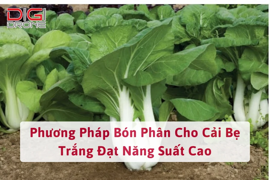 Phương Pháp Bón Phân Cho Cải Bẹ Trắng Đạt Năng Suất Cao