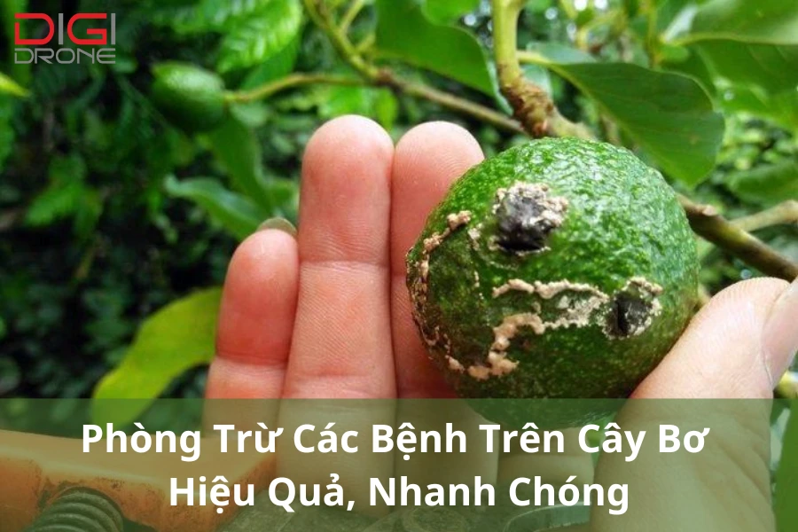 Phòng Trừ Các Bệnh Trên Cây Bơ Hiệu Quả, Nhanh Chóng