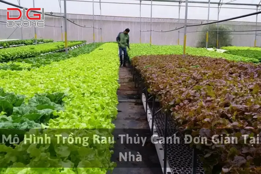 Mô Hình Trồng Rau Thủy Canh Đơn Giản Tại Nhà