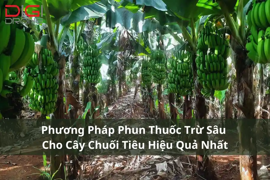 Phương Pháp Phun Thuốc Trừ Sâu Cho Cây Chuối Tiêu Hiệu Quả Nhất