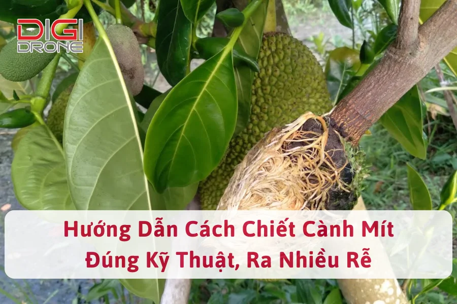 Hướng Dẫn Cách Chiết Cành Mít Đúng Kỹ Thuật, Ra Nhiều Rễ