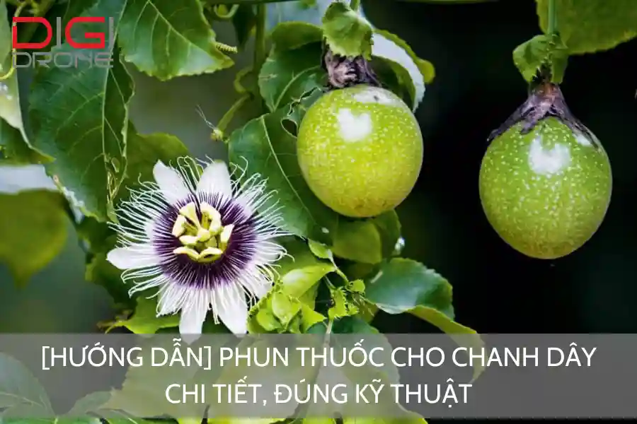 [Hướng Dẫn] Phun Thuốc Cho Chanh Dây Chi Tiết, Đúng Kỹ Thuật
