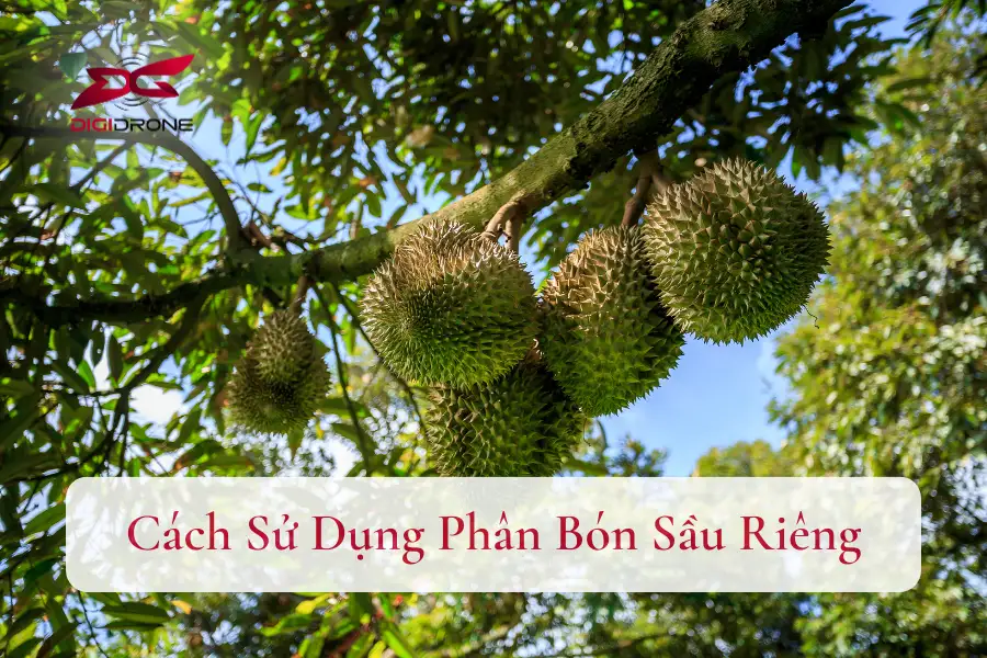 Cách Sử Dụng Phân Bón Sầu Riêng | Kỹ Thuật Bón Phân Hiệu Quả
