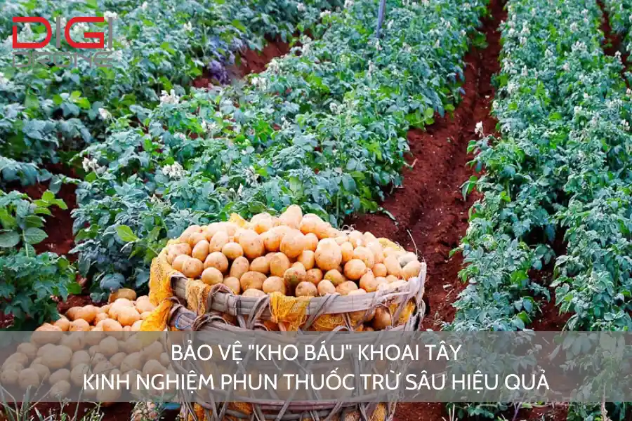 BẢO VỆ "KHO BÁU" KHOAI TÂY: KINH NGHIỆM PHUN THUỐC TRỪ SÂU HIỆU QUẢ