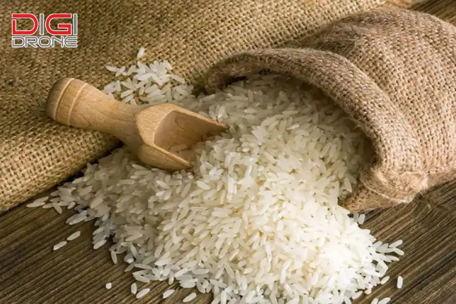 giống lúa thiên ưu 8