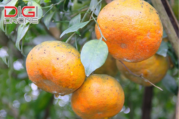 kỹ thuật trồng cây cam quýt
