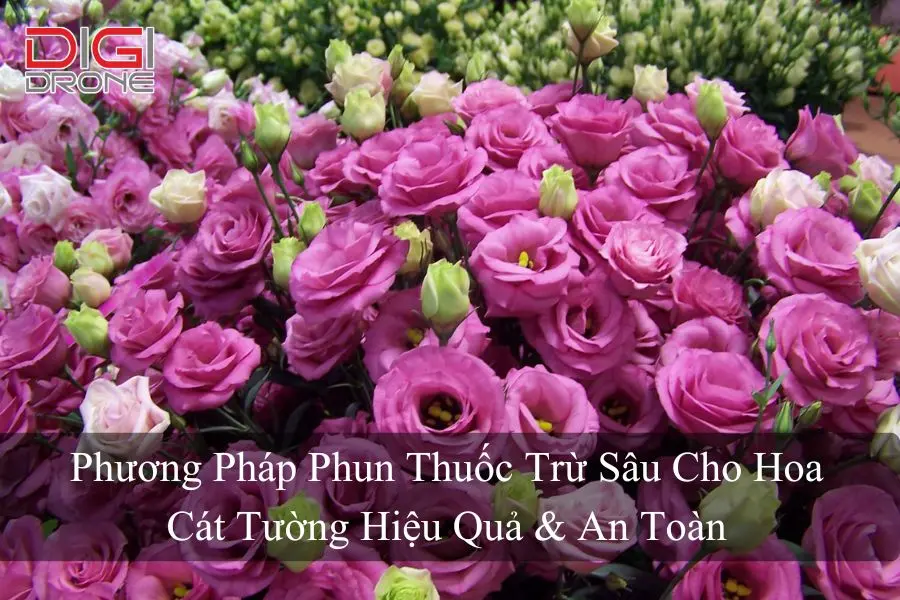 Phương Pháp Phun Thuốc Trừ Sâu Cho Hoa Cát Tường Hiệu Quả & An Toàn