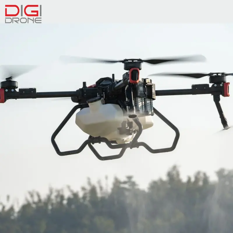 phun thuốc cho cây cóc phun thuốc cho cây cóc