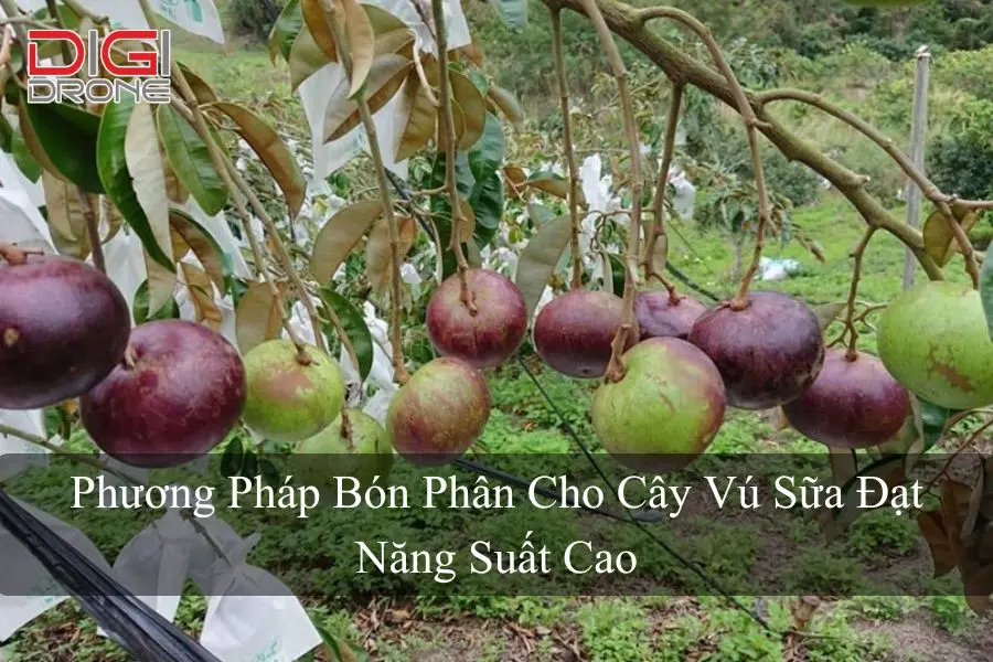 Phương Pháp Bón Phân Cho Cây Vú Sữa Đạt Năng Suất Cao