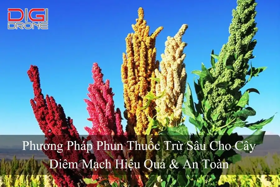 Phương Pháp Phun Thuốc Trừ Sâu Cho Cây Diêm Mạch Hiệu Quả & An Toàn